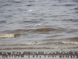 etiopia_shalla-lake_04